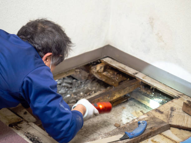Best Black Mold Removal  in Gardnerville, NV