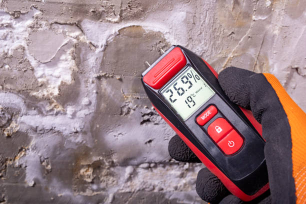 Best Best Mold Removal Companies  in Gardnerville, NV
