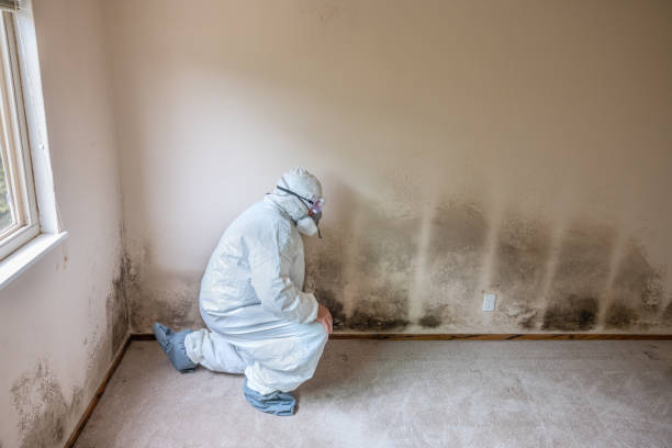 Best Professional Mold Removal  in Gardnerville, NV