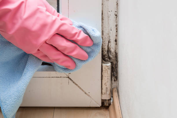 Gardnerville, NV Mold Removal Company