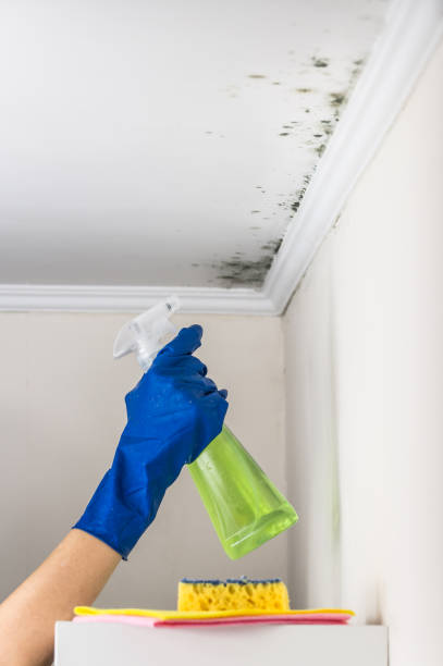 Best Fast Mold Removal  in Gardnerville, NV