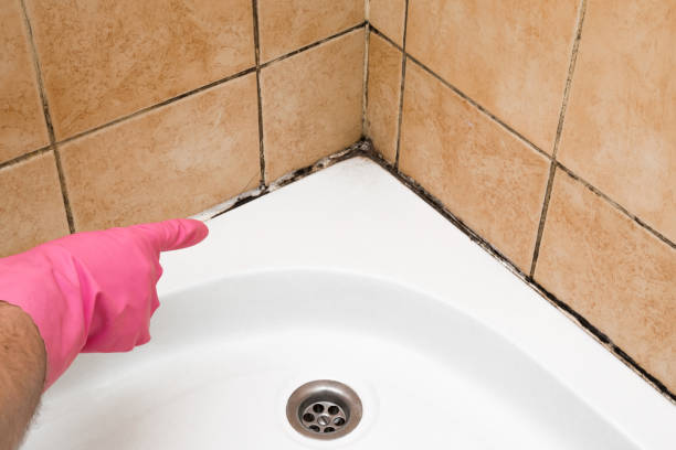 Best Mold Testing  in Gardnerville, NV